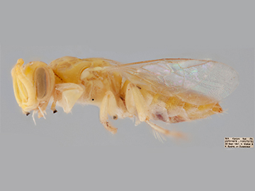 [Brachyhesma antennata male (lateral/side view) thumbnail]